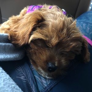 Meet your Posher, Rose